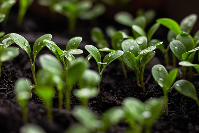The Best Roofer's Green Initiatives: Sustainability Efforts in Frederick County